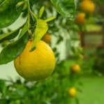 Buah Jeruk Si Kecil yang Penuh Manfaat untuk Kesehatan 12 kotabanjarbarudotcom