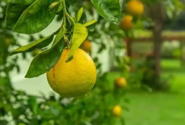 Buah Jeruk Si Kecil yang Penuh Manfaat untuk Kesehatan 12 kotabanjarbarudotcom