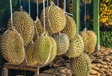Kelezatan Buah Durian yang Menyimpan Manfaat Kesehatan yang Luar Biasa 31 kotabanjarbarudotcom